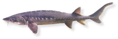 Image result for Acipenser oxyrinchus