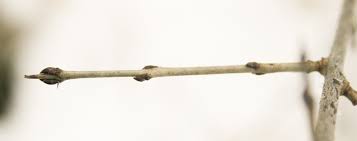 Attēlu rezultāti vaicājumam “Frangula alnus bud”