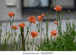 Attēlu rezultāti vaicājumam “Papaveraceae”