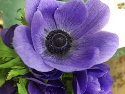 Image result for Anemonenarten