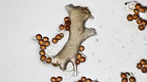 Attēlu rezultāti vaicājumam “Badhamia panicea spores”