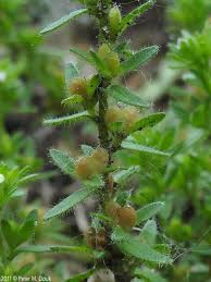 Attēlu rezultāti vaicājumam “Veronica arvensis flower”