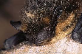 Attēlu rezultāti vaicājumam “Eptesicus nilssonii”