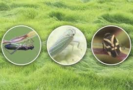 Attēlu rezultāti vaicājumam “Collaria sp.”