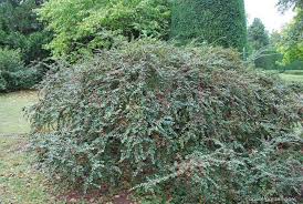 Attēlu rezultāti vaicājumam “Cotoneaster divaricatus”
