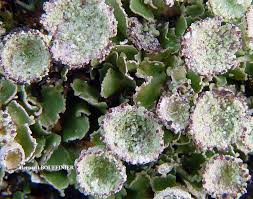 Attēlu rezultāti vaicājumam “Cladonia pyxidata”