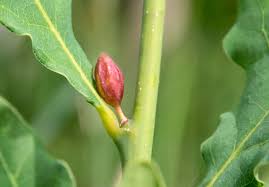 Attēlu rezultāti vaicājumam “Andricus quercuscorticis”