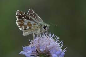 Attēlu rezultāti vaicājumam “Pyrgus alveus upperside”