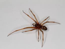 Attēlu rezultāti vaicājumam “Theridiidae”