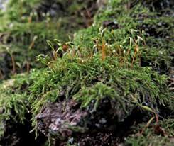 Attēlu rezultāti vaicājumam “Hypnum pallescens sporophyte”
