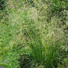 Attēlu rezultāti vaicājumam “Deschampsia cespitosa”
