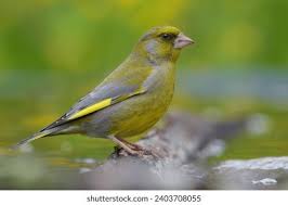 Attēlu rezultāti vaicājumam “Chloris chloris male”