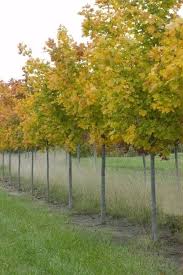 Attēlu rezultāti vaicājumam “Acer platanoides”