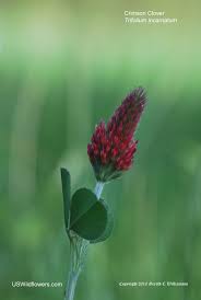 Image result for Trifolium incarnatum