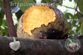 Attēlu rezultāti vaicājumam “Jasione montana fruit”