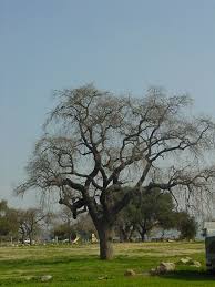 Attēlu rezultāti vaicājumam “Reticularia lobata”