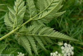 Image result for Chaerophyllum aureum