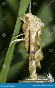 Attēlu rezultāti vaicājumam “Phlogophora meticulosa”