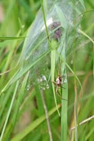 Attēlu rezultāti vaicājumam “Paidiscura pallens eggs”
