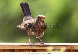 Attēlu rezultāti vaicājumam “Turdus merula female”