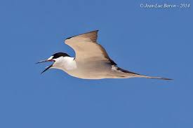 Image result for Onychoprion fuscatus