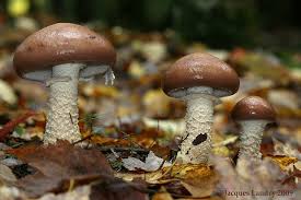 Attēlu rezultāti vaicājumam “Stropharia hornemannii”