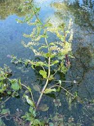 Attēlu rezultāti vaicājumam “Veronica anagallis-aquatica leaf”