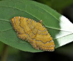 Attēlu rezultāti vaicājumam “Camptogramma bilineata”