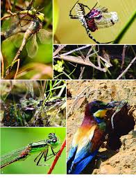 Attēlu rezultāti vaicājumam “Anax parthenope”