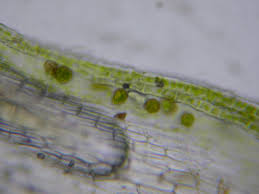 Attēlu rezultāti vaicājumam “Campylophyllum calcareum”