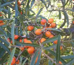 Attēlu rezultāti vaicājumam “Hippophae rhamnoides”