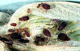 Attēlu rezultāti vaicājumam “Aphis fabae”