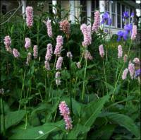 Attēlu rezultāti vaicājumam “Bistorta major flower”