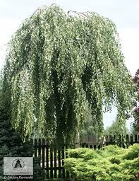 Attēlu rezultāti vaicājumam “Betula pendula Youngii”