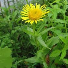 Attēlu rezultāti vaicājumam “Inula britannica bud”