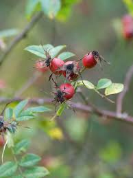 Attēlu rezultāti vaicājumam “Rosa glabrifolia”