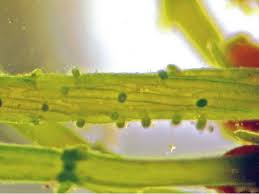 Attēlu rezultāti vaicājumam “Chara contraria”