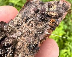 Attēlu rezultāti vaicājumam “Physarum leucophaeum macro”