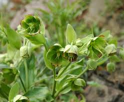 Image result for Nieswurz