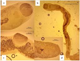 Attēlu rezultāti vaicājumam “Erinaceus sp.”