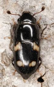 Attēlu rezultāti vaicājumam “Glischrochilus quadripunctatus imago”