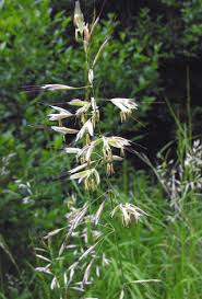 Attēlu rezultāti vaicājumam “Helictotrichon pratense”