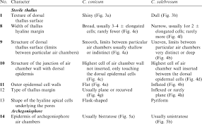 Attēlu rezultāti vaicājumam “Conocephalum salebrosum sporophyte”