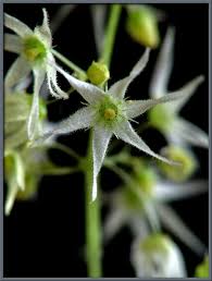 Attēlu rezultāti vaicājumam “Echinocystis lobata flower”