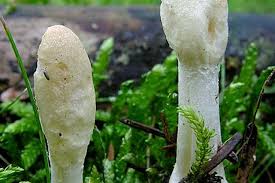 Attēlu rezultāti vaicājumam “Podostroma leucopus”