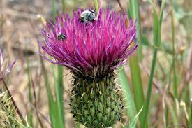Attēlu rezultāti vaicājumam “Cirsium x rigens flower”