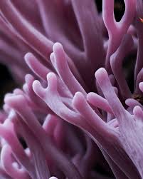 Attēlu rezultāti vaicājumam “Ramariopsis pulchella”