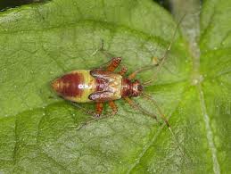 Attēlu rezultāti vaicājumam “Closterotomus biclavatus imago”