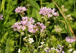 Attēlu rezultāti vaicājumam “Allium holandicum leaf”