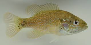 Image result for Lepomis cyanellus